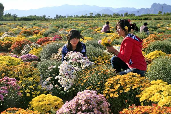  產品展示 【曇花一現】山東地被菊價格||江瑞園藝   濰坊市江瑞