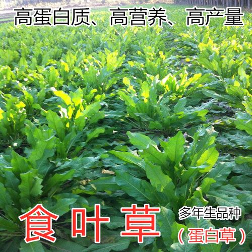 種子葉草高產耐寒牧草進口優質草籽牛羊豬雞家庭園藝種子