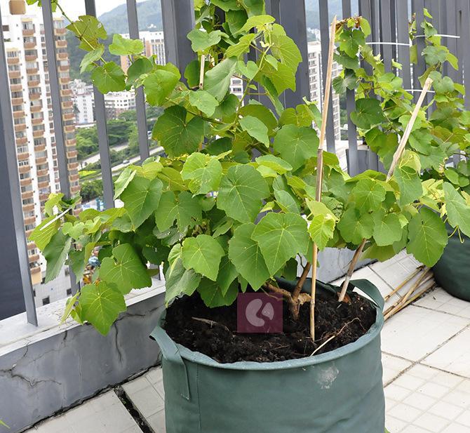 園藝產品 自產自銷 圓形種植袋 便捷美觀實用的園藝產品 種菜