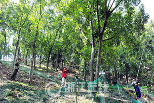 浙農(nóng)林教授提山核桃園藝化栽培技術(shù) 產(chǎn)量品質(zhì) 雙提升