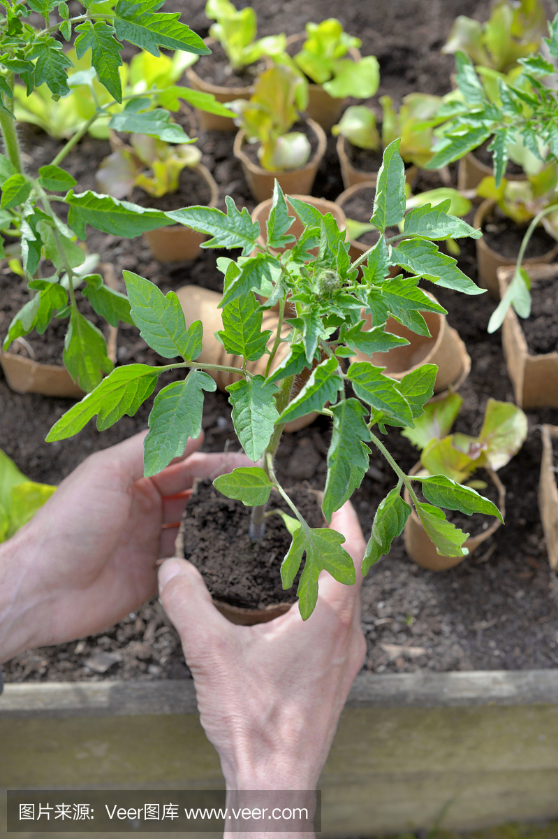 園丁手捧西紅柿幼苗準備在花園里種植