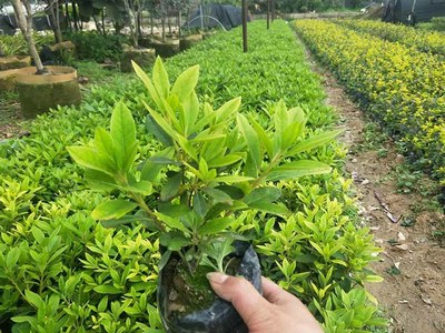 毛杜鵑移植苗 毛杜鵑報價 福建基地種植毛杜鵑袋苗