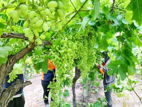 剛畢業大學生在澳洲肉廠打工是一種什么體驗