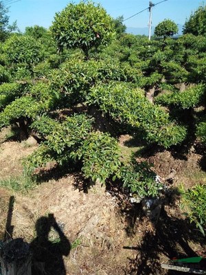 造型杜英基地_種植廠家_產(chǎn)地報價單_瀏陽雙子園藝場