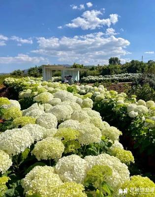 呈貢寶珠梨、繡球花、草莓等農特產品亮相2023全國“土特產”集中推薦活動現場