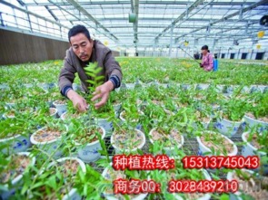 神農8號石斛種植要求鐵皮石斛種植回收