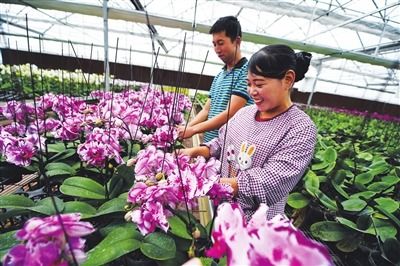 銀川花卉產業正 出彩