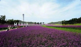 想在園藝嘉年華尋求精品花木產品及服務 找里白園藝就對了