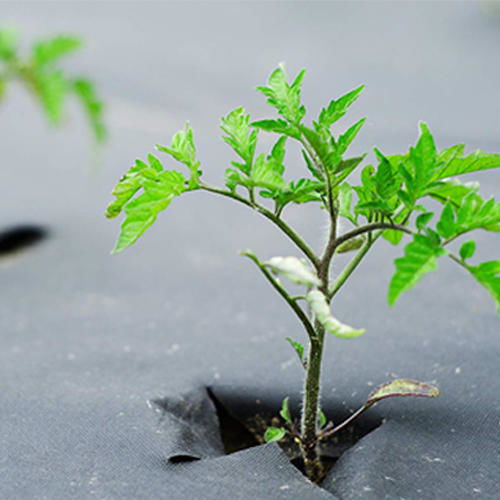 除草布廠家價格編織防草布地釘