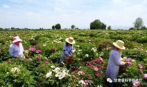 東西部扶貧協作綻放絢麗 科技之花