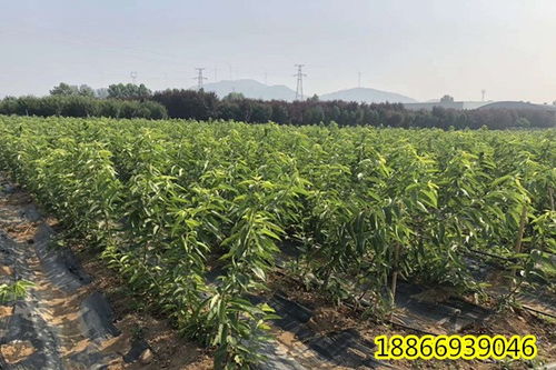 密山植物遮陽劑產品怎么出售 銘仁園藝