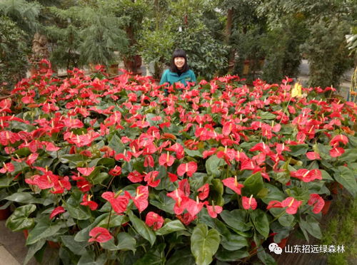 為什么要選園藝產品當禮物