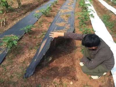 果園防草布園藝除草布pp防草布價格