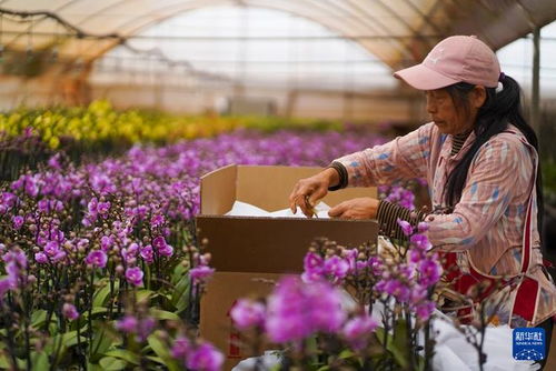 云南晉寧 年宵花走俏