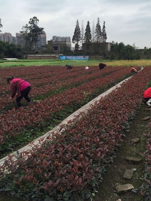 四川紅葉石楠價格、種植基地、批發電話【溫江區政興園藝場】