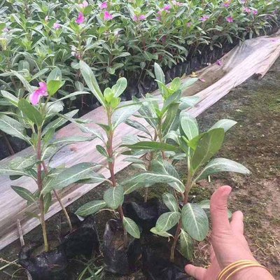 長春花容器苗 長春花工程苗 綠化地被苗 園林觀花植物 基地直供